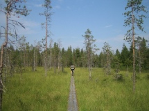 Pitkospuut Sy�tteell�